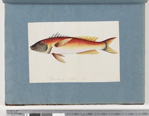 Pesce non identificato da Unknown artist