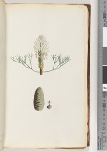 Pagina 20. Pianta senza nome da Unknown artist