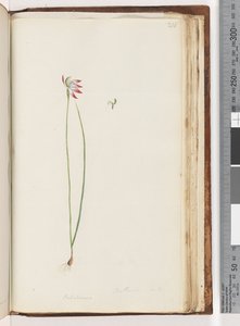 Pagina 210. Arethusa certe? / Caladenia da Unknown artist