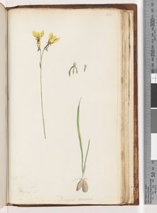 Pagina 211. Forma di Diuris aurea da Unknown artist