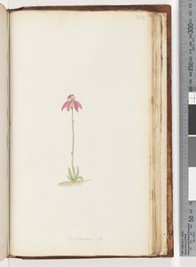 Pagina 212. Caladenia sp da Unknown artist