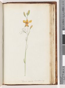 Pagina 213. Diuris aurea. Exot. Bot. t. 9. Orchidea d