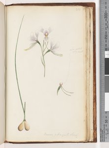 Pagina 214. Diuris elongata Saracty? Orchidea asino viola da Unknown