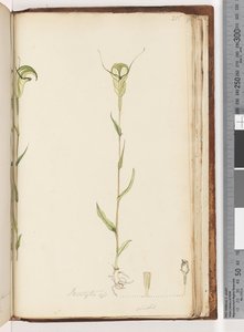 Pagina 215. Pterostylis op / viridis da Unknown artist