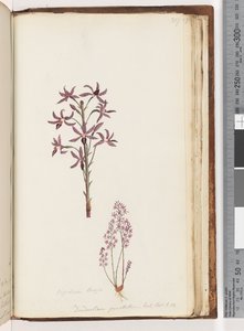 Pagina 217. Dipodium Brown / Dendrobium punctatum. Exot. Bot. t. 12. Orchidea Giacinto da Unknown artist