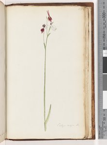Pagina 218. Caleya major Br. Orchidea Anatra Volante da Unknown artist