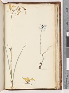 Pagina 219. Caladenia / Diuris due piante da Unknown artist