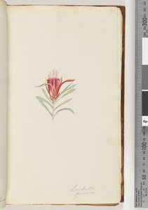 Pagina 21. Lambertia formosa / Mountain Devil da Unknown artist