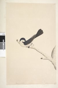 Pagina 21. Myragra inquieta Seisura inquieta, 1791-92 da Unknown artist