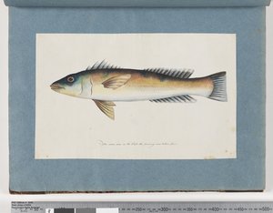 Pesce non identificato da Unknown artist