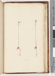 Pagina 220. Enochelus?