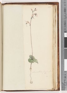 Pagina 221. Acianthus fornicatus Br Cappelli di Fata da Unknown artist