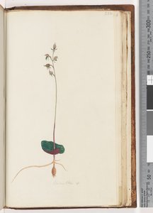 Pagina 222. Acianthus sp da Unknown artist