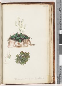 Pagina 223. Dendrobium linguiforme Exot. Bot. t. 11 Orchidea lingua da Unknown artist