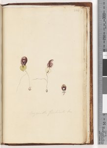 Pagina 226. Corysanthes fimbriata Br / Orchidea elmetto frangiato