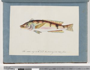 Pagina 22. Pesce non identificato da Unknown artist