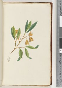 Pagina 22. Pianta non identificata da Unknown artist