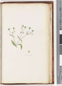Pagina 231. Madia sp da Unknown artist