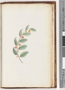 Pagina 232. Pianta non identificata da Unknown artist