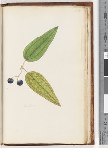 Pagina 234. Smilax sp Salsapariglia Dolce da Unknown artist