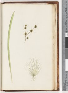 Pagina 234a. 1/4 Pianta non identificata da Unknown artist