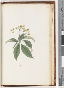 Pagina 237. Pianta non identificata da Unknown artist