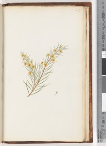 Pagina 239. Pianta non identificata