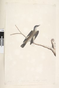 Pagina 23. Maggio, dimensione naturale, iride e lingua dubbia. Rampichino marrone Climacterus picumnus, 1791-92 da Unknown artist