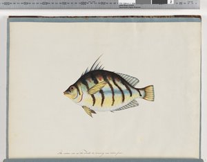 Pagina 23. Pesce non identificato da Unknown artist