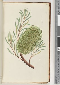 Pagina 23. Pianta fiorita senza nome
