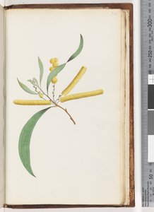 Pagina 241. Mimosa da Unknown