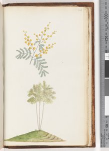 Pagina 243. Pianta fiorita senza nome da Unknown artist