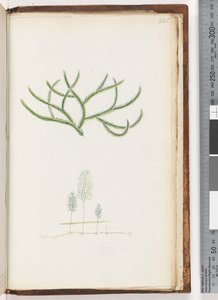 Pagina 245. Nessuna iscrizione, pianta non identificata da Unknown artist