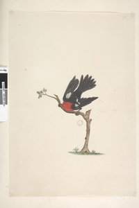 Pagina 24. Dimensione naturale Pettirosso scarlatto Petroica multicolor, maschio, Isola Norfolk, 1791-92 da Unknown artist
