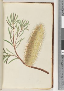 Pagina 24. Pianta da fiore senza nome