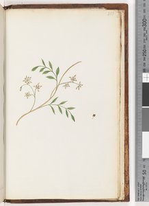 Pagina 251. Pianta non identificata