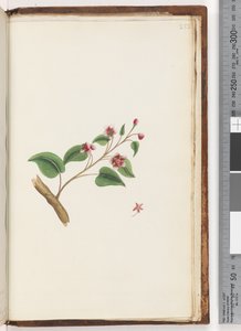Pagina 252. Pianta non identificata