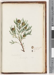 Pagina 253. Euphorbiaceae / Ricinocarpus