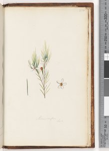 Pagina 254. Ricinocarpus da Unknown artist