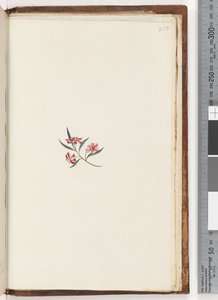 Pagina 255. Pianta non identificata