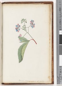 Pagina 256a. Pianta senza nome da Unknown artist