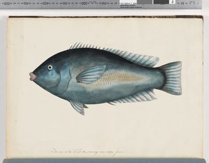Pagina 26. Pesce non identificato da Unknown