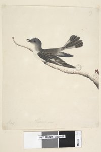 Pagina 27. Maggio. Pettirosso incappucciato, femmina Melanodryas cucullata da Unknown artist