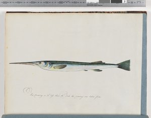 Pagina 27. Pesce non identificato da Unknown artist