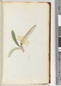 Pagina 28. Pianta fiorita, "una rampicante" da Unknown artist