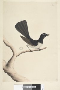Pagina 28. Dimensione naturale, luglio. Willie Wagtail Rhipidura leucophrys, 1791-92 da Unknown artist