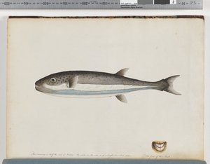 Pesce non identificato da Unknown artist