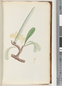 Pagina 29. Banksia costiera da Unknown artist