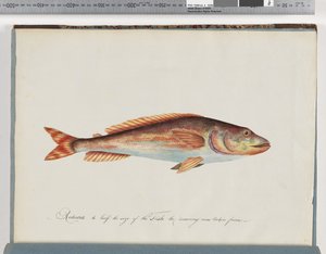 Pesce non identificato da Unknown artist