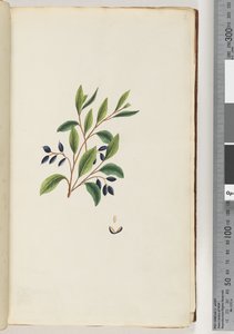 Pagina 2. Pianta non identificata da Unknown artist